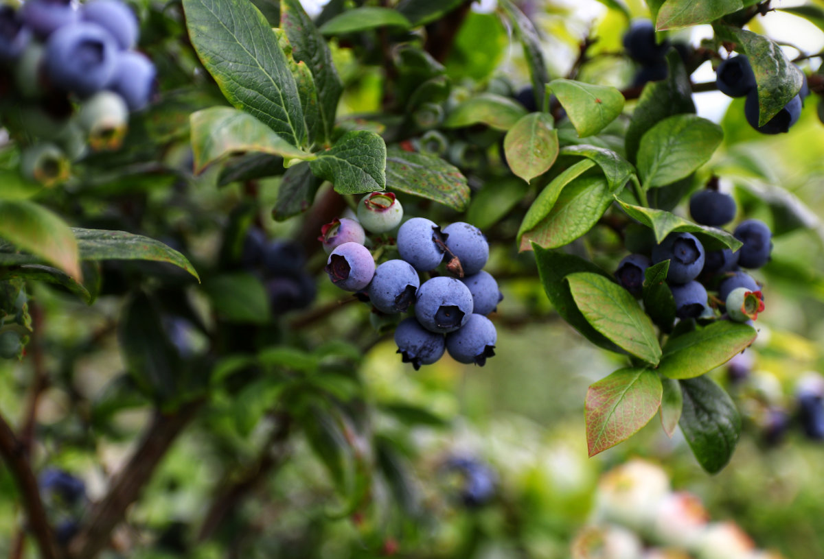 How To: Grow Blueberries in a Container