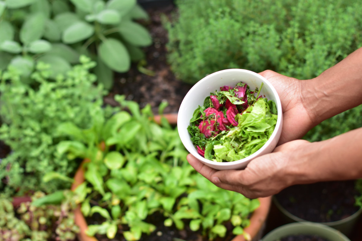 How To: Grow Your Own Salad Already Mixed