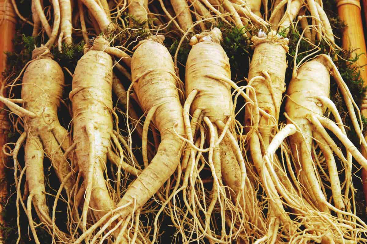 How To: Grow Ginseng