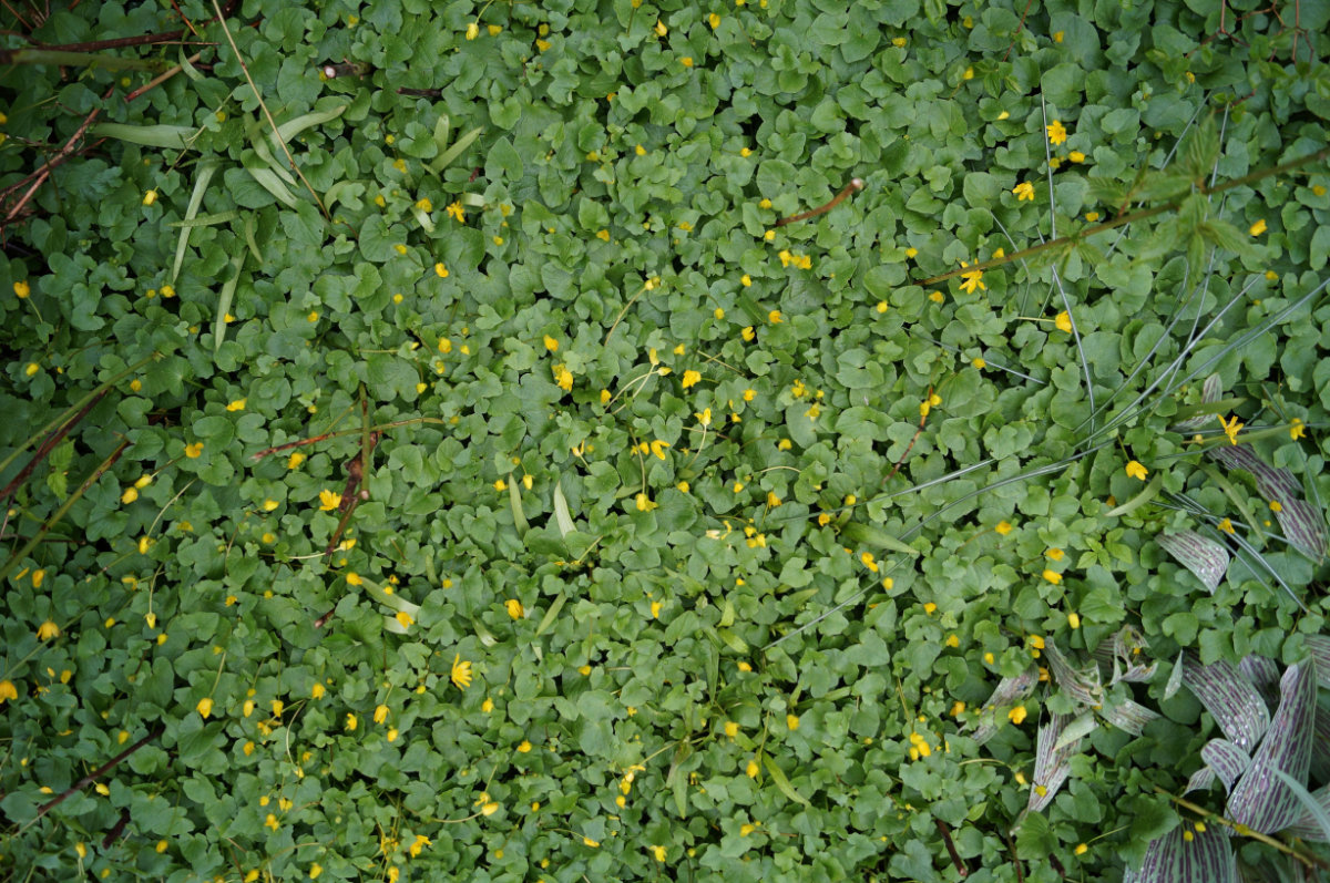 7 Guidelines in Choosing the Right Ground Cover