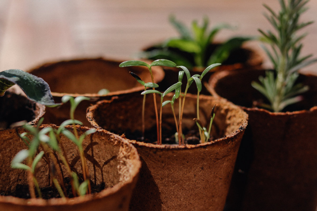 How To: Indoor Organic Gardening
